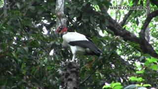 preview picture of video 'Costa Rica - Hacienda Baru and Corcovado National Park'