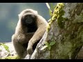 Discovering Gibbons | Expedition Borneo | BBC Earth