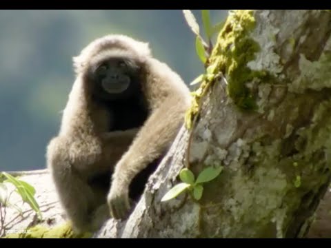 Thumbnail of the video: Discovering Gibbons | Expedition Borneo | BBC Earth