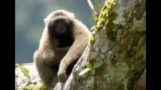 Discovering Gibbons | Expedition Borneo | BBC Earth