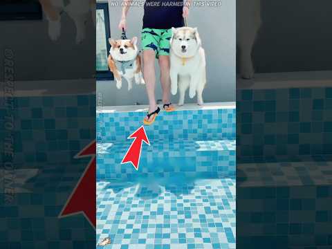 ¡Este husky odiaba beber agua... pero terminó con una sorpresa de cumpleaños!#funnyshorts #pets