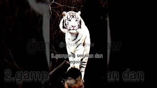 Download lagu story wa macan putih mp3