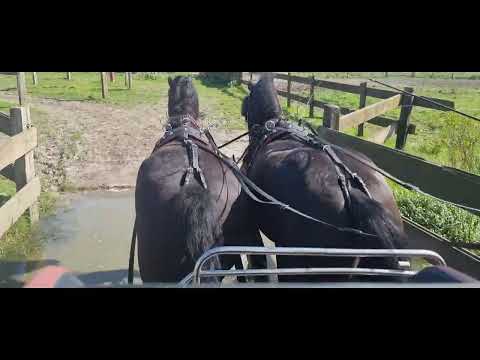 Stal Okkema's pair of Geldings - L: Imre & R: L-Rey