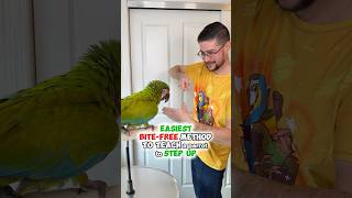 Easiest Bite-Free Method to Teach a Parrot to Step Up