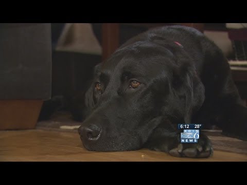Dog nearly dies after flea treatment