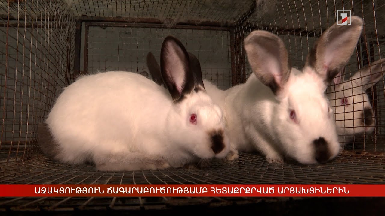 Աջակցություն ճագարաբուծությամբ հետաքրքրված արցախցիներին