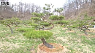 조경업자들이 팔라고 난리난 소나무. 20년을 자식같이 키웠다.