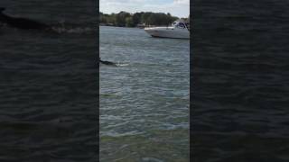 6 point deer crossing lake while we were wakeboarding on Old Hickory Lake in Tennessee