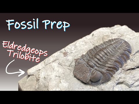 Fossil Preparation - Eldredgeops rana crassituberculata Trilobite