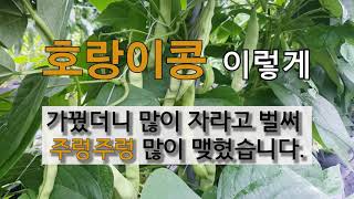 호랑이콩 이렇게 가꿨더니 벌써 이렇게 주렁주렁 많이 맺혔습니다. #주말농장  호랑이콩 가꾸기.