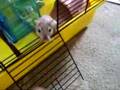 Gerbils, Cute and Nosey 