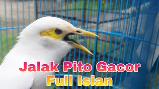 Download lagu Masteran Burung Jalak Pito Full Isian Semua Jenis Burung Jalak Pasti Langsung Bunyi Auto Gacor mp3