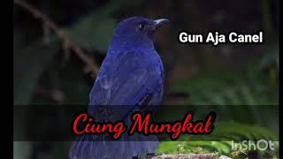 Download lagu Suara ciung mungkal gacor... mp3 Download lagu Suara ciung mungkal gacor... mp3
