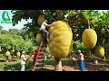 Amazing Thai Jackfruit Farm Harvests How Thailand Grows And Prepares Street Food