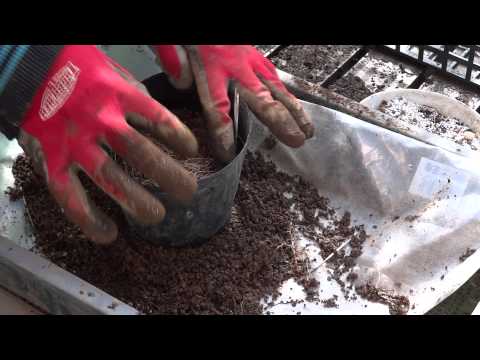 園芸 サクラソウの植え付けと手入れ