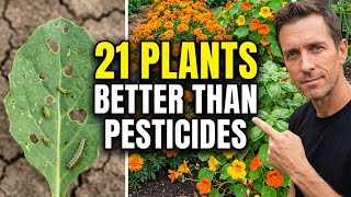 Top Companion Plants That Keep Pests Away Naturally