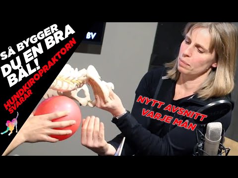 Att förebygga ryggbesvär hos din hund (Säsong 9 Avsnitt 9)