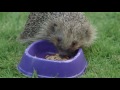 How to help hedgehogs