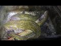 Video Thumbnail for **NIGHT TIME** Fishing for Burbot