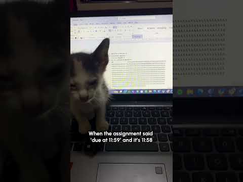 Un chaton rigolo appuie sur les touches d'un ordinateur portable en criant