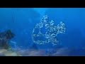 Finding Nemo P Sherman 42 Wallaby Way Sydney In Italian