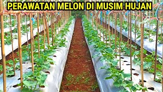 Download lagu Melon Care in the Rainy Season mp3