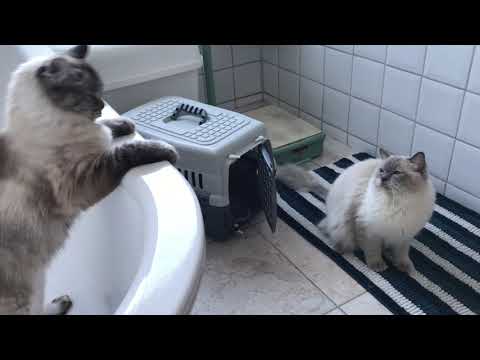 Ragdoll courtship the first meeting. Introducing your cats to one another