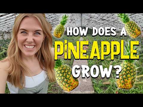 How Does a Pineapple Grow? | Maddie Moate