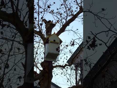 冬にシジュウカラの巣箱をどこに置くか？この鳥を引き寄せるには何を入れたらいいでしょうか？従うべき 3 つの重要なヒント  庭園