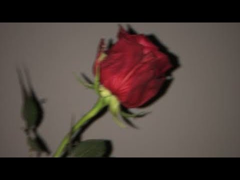 Lil Wiz - Roses // legendado