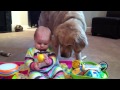 Un bebé y su perro están jugando