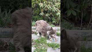 Helping a starving sick stray cat.