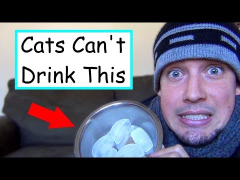 Keep Water from FREEZING for Feral & Outdoor Cats | DIY & Paid Options