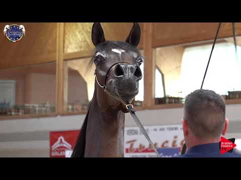 N 43 YAMILA OC   European Championship 2019   3 Years Old Fillies Class 5