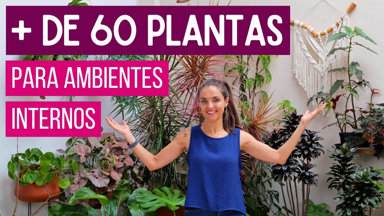 + de 60 PLANTAS para AMBIENTES INTERNOS