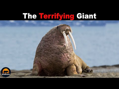 Walrus - The Terrifying Giant From The Arctic Circle