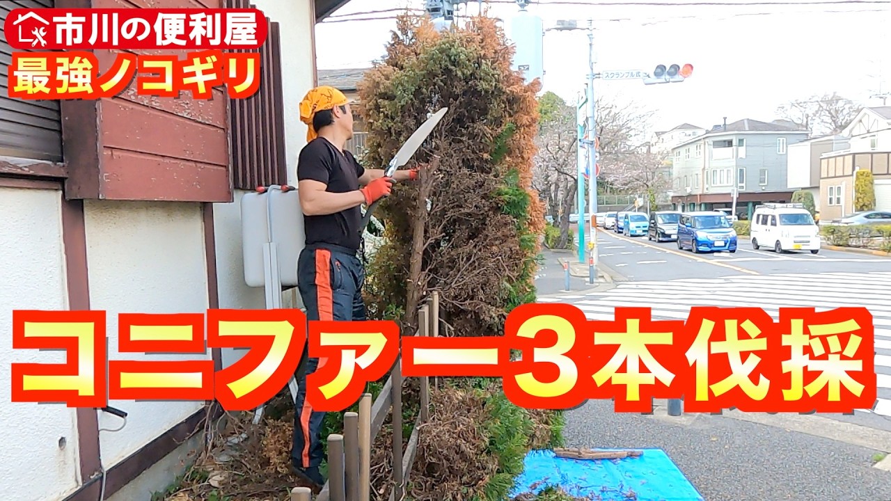 【コニファー3本伐採＆雨水管補修】２ｍもみの木３本切り刻み袋詰め、切れ味最強シルキーマスターを依頼主さん初体験🌲チェーンソーで幹、根元カット｜千葉県市川市の便利屋！各作業料一覧は概要欄をご覧下さい！