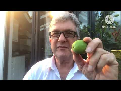 Pot grown pineapple guava / feijoa variety Triumph, brief brix measurement and taste test