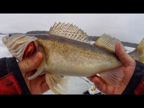 KUHAA TULEE | PILKILLÄ VESIKELILLÄ