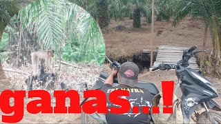 Download lagu FIERCE...! THIS IS WHAT FARMERS WANT: HUNTING MONKEY PESTS WITH NAGARUNTING mp3