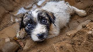 Abandoned Puppy Was Struggling To Survive After Losing Her Mom & Dad, Until This Happened