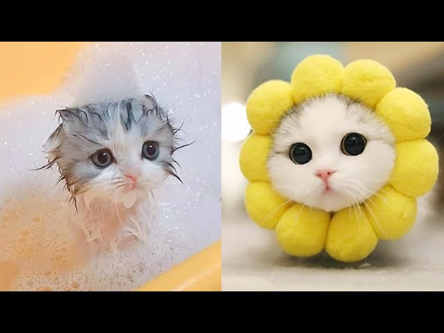 CATS Vs CUCUMBER PICKLE CATS FUNNY Cats Compilation try not to laugh on  Make a GIF