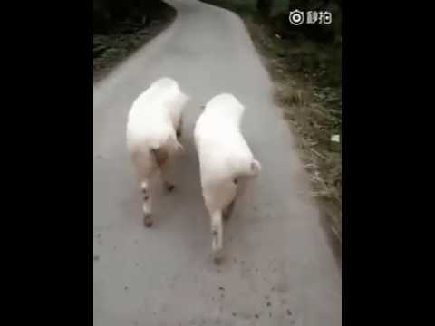 Taiba ye matwali chal