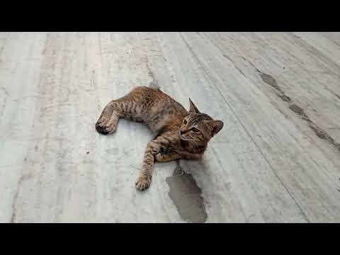 Cat saying Hare Krishna