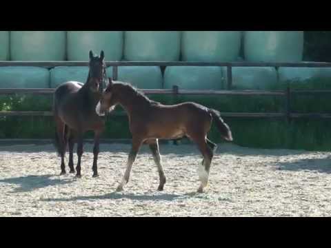 Hengstfohlen v. Escolar a.d.Cantonia v. Contender