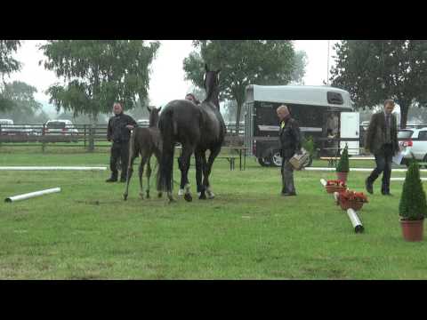 Sudweyher Fohlenschau 2014 - Kat.-Nr. 63