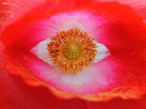 Dhanyavad Sananda - in 432 Hertz by NamaRa