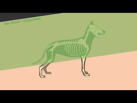 Der Hund – Köperbau eines Jägers einfach erklärt | sofatutor