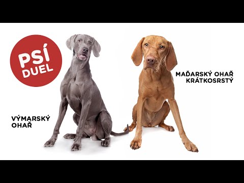 Psí duel - Výmarský ohař vs Maďarský krátkosrstý ohař - Tlapka TV