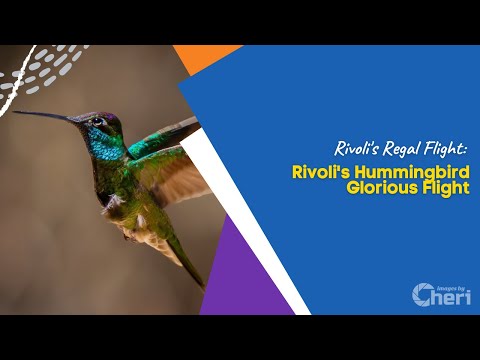 Rivoli's Regal Flight: Rivoli's Hummingbird Glorious Flight